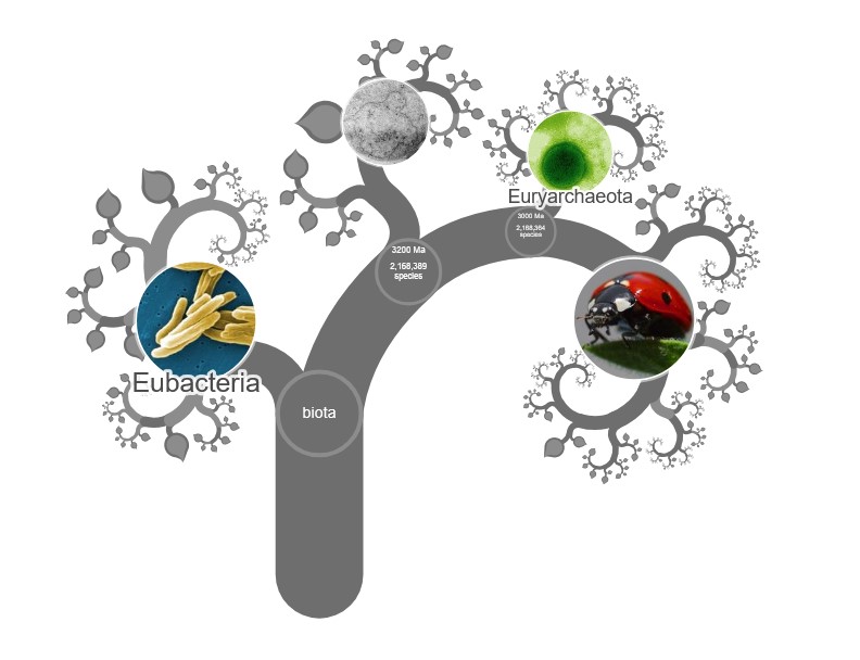 L'Arbre de la Vida