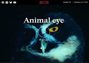Animal Eye